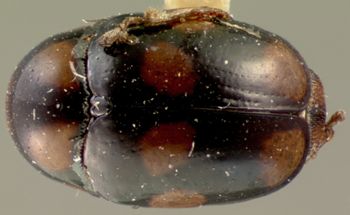 Media type: image; Entomology 9274   Aspect: habitus dorsal view